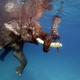 Illustration for article titled You wish your swimming buddy was a 3.5 ton elephant